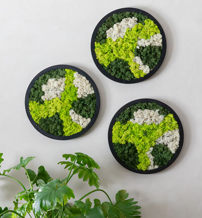 Mosebilde grønn og hvit rund Mosebilde grønn og hvit rund